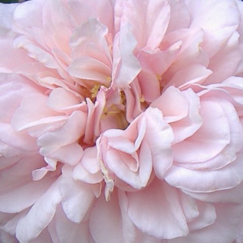 Ombreggiatura rosa bianca con petali esterni più scuri - rose bourbon